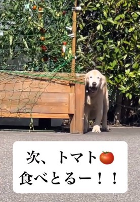 トマトを食べるりくくん