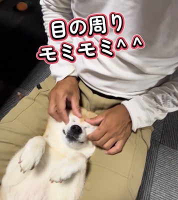 目の周りを揉まれる犬