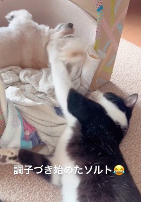 一緒に遊ぶ光景も見られるように♪