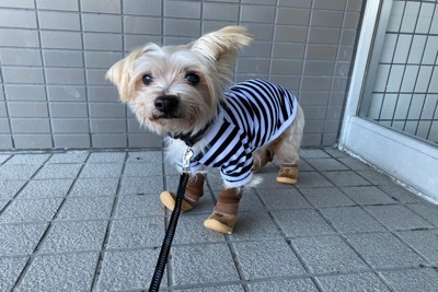 長毛種、服と靴