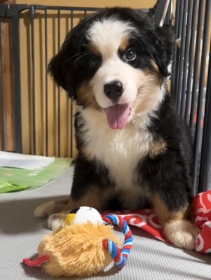 おもちゃの前に座って笑顔を見せる子犬