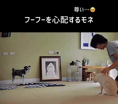 会話ボタンのそばで猫と飼い主を見つめる犬