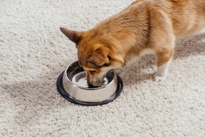 部屋で水を飲む犬