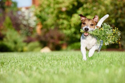 花束を咥えて走ってくる犬