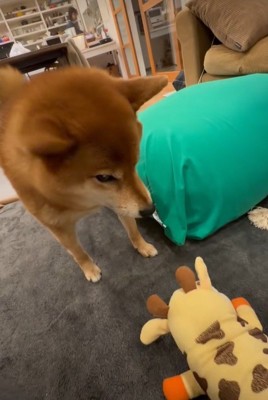 おもちゃとおしゃべりするこたろう君2