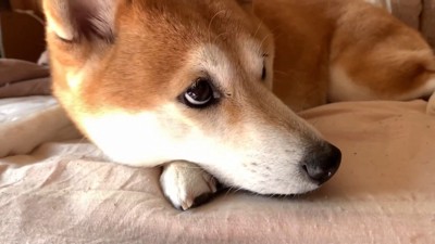 ももちゃんは混ざる気なし？