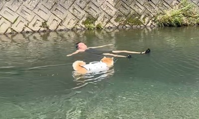 川に浮かんでいる男性のところへ歩いて行く柴犬