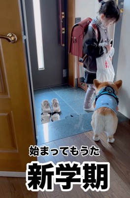 お姉ちゃんを見つめる犬