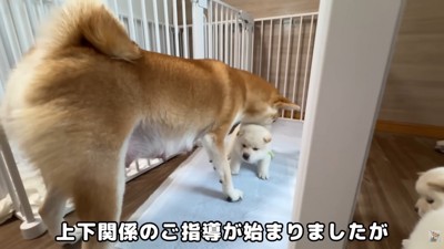 お母さん犬が上下関係を指導