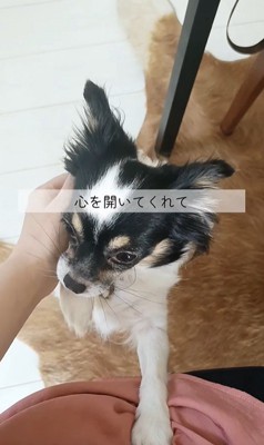 しずくちゃんの変化8