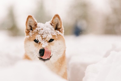 雪まみれになる柴犬