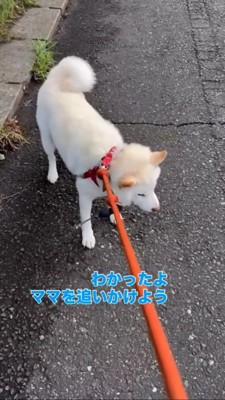 頑なに散歩を拒否する柴犬に折れるパパさん