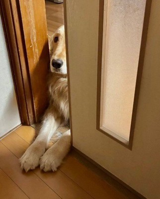 襖の隙間からチラリ