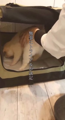 クレートの中に入れられる小さな子犬