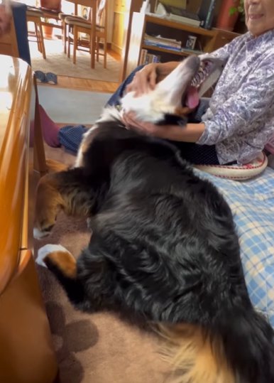 座るおばあちゃんにゴロ擦りするバーニーズマウンテンドッグ