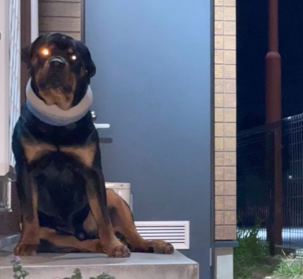 ロットワイラー