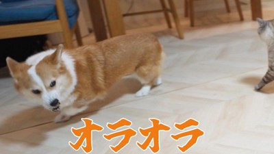 猫じゃらしを見て、険しい顔で走り回る犬