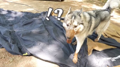 泥だらけのセナくん