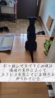 玄関に座り込む犬