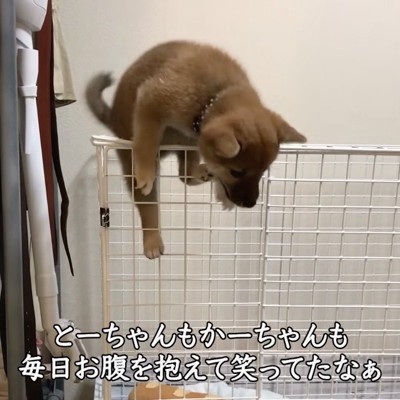 サークルの格子に足を掛けて登る子犬