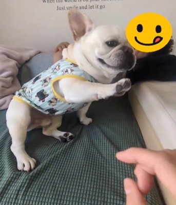 前足を伸ばす犬