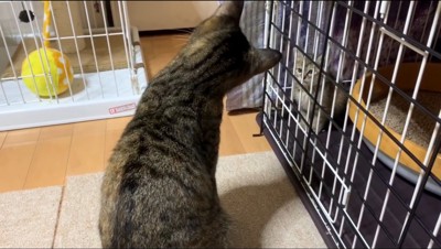 子猫を見て首を傾げる先住猫