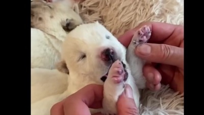 ふじのすけちゃんは…