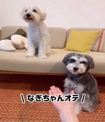 2匹の犬1
