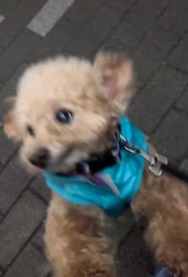 ママに飛びつくちびちゃん