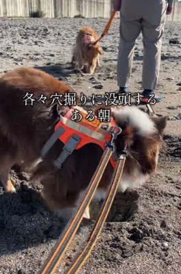 穴掘り大会が勃発！？