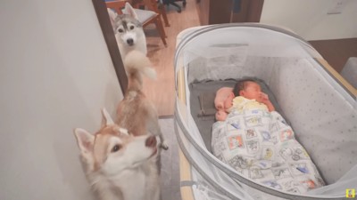 赤ちゃんがまた生まれたよ！