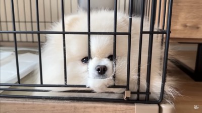 レモンさんを守ろうとするポテチくん8