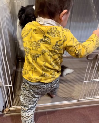 ケージに入っていく男の子