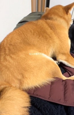 小刻みに揺れるマロンくん