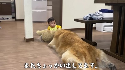 懲りないゼンくん