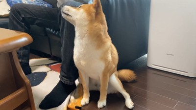 男性の顔を見上げる犬