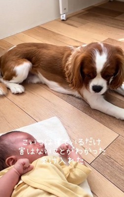 赤ちゃんを受け入れるボーロくん