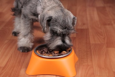 ドッグフードを食べる犬