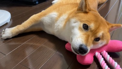 「わたし、暑さに弱いんです…」
