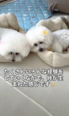 リリーちゃんの変化8