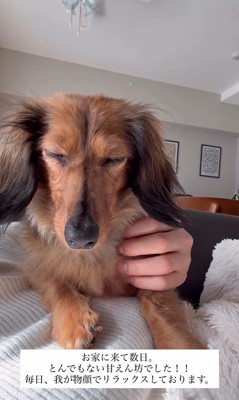 ラホちゃんとの出会いと現在7