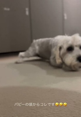 伏せる犬3