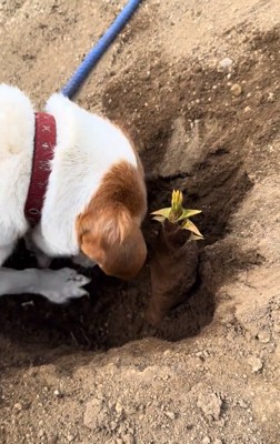 タケノコ掘りをするワンコ3