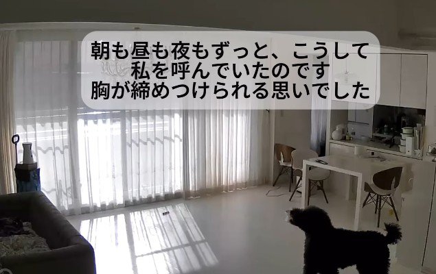 ウロウロしながら遠吠えするリボンちゃん