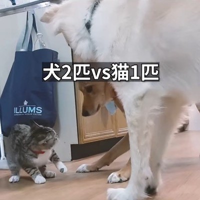 茅ちゃんVSひばち君＆つづら君