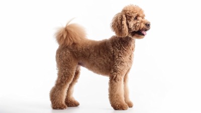 スタンダードプードル