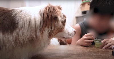 飼い主が食べているゼリーを見つめる犬