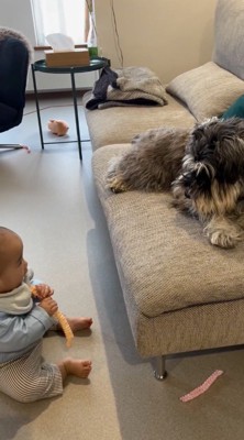 犬を見つめながら犬のおもちゃで遊ぶ赤ちゃん