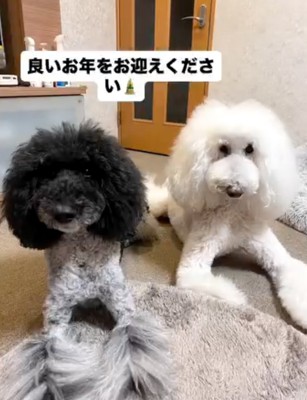 2匹の犬
