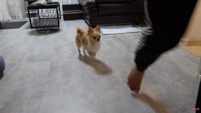 お風呂場に向かうとついてきて…